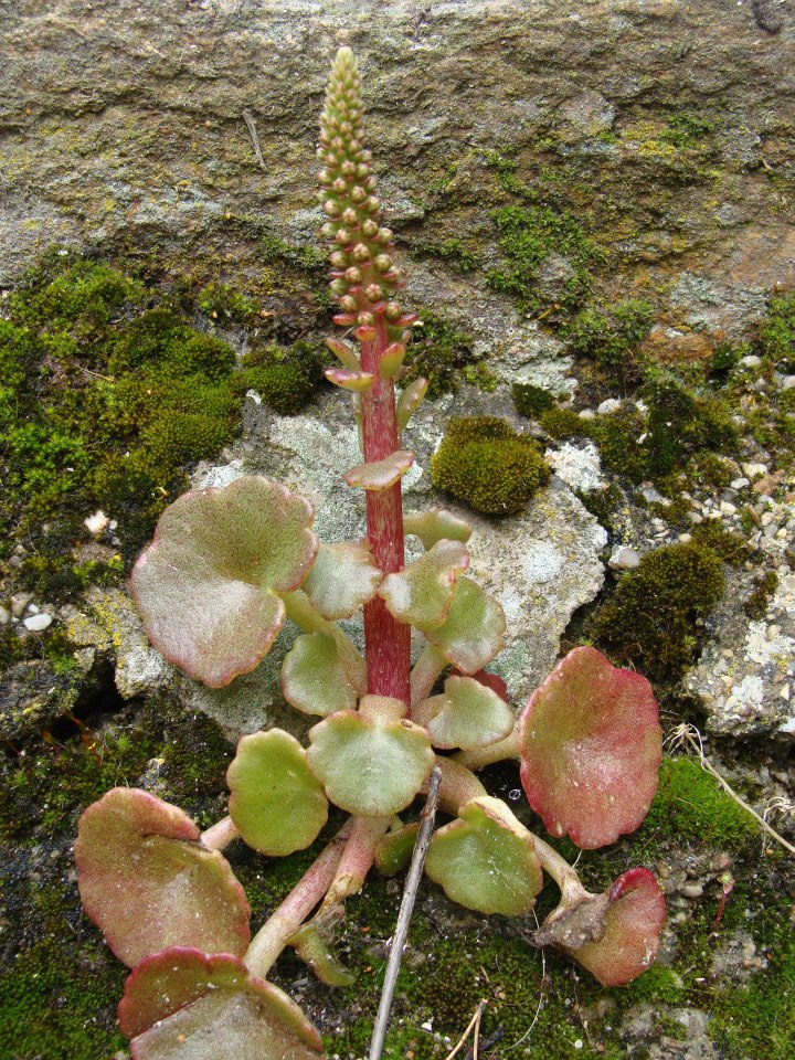 Printemps