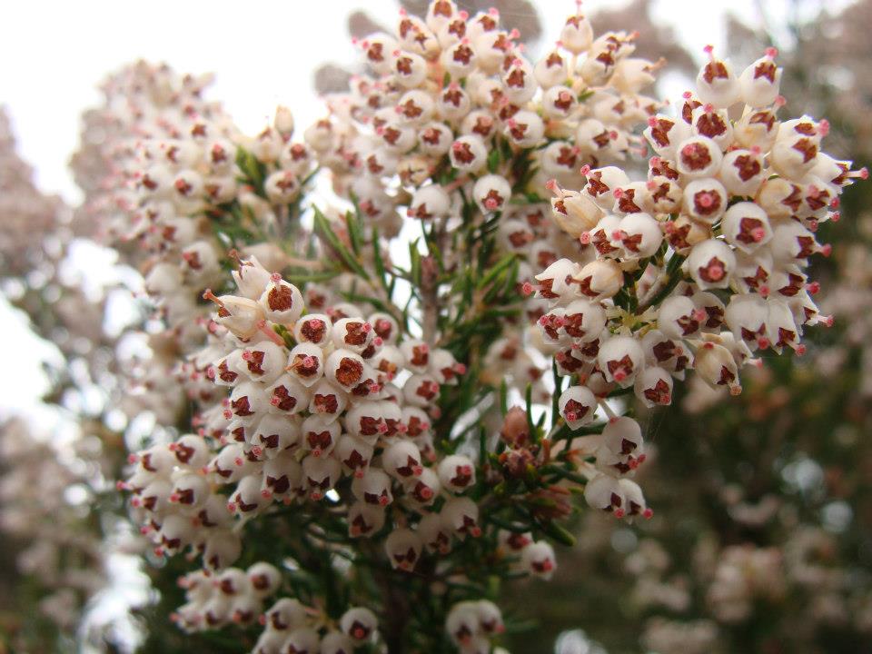 Bruyéres blanches