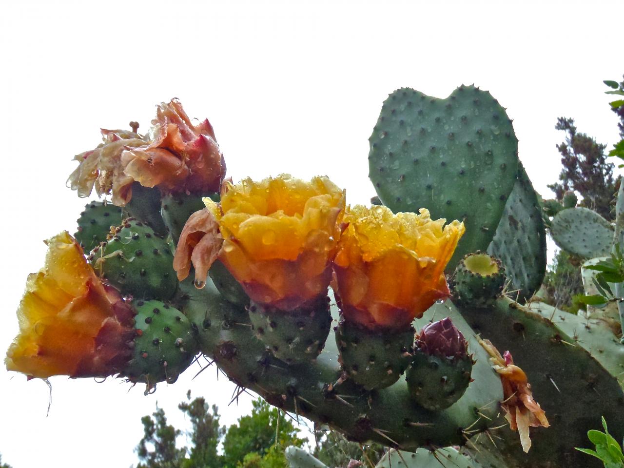 Cactus